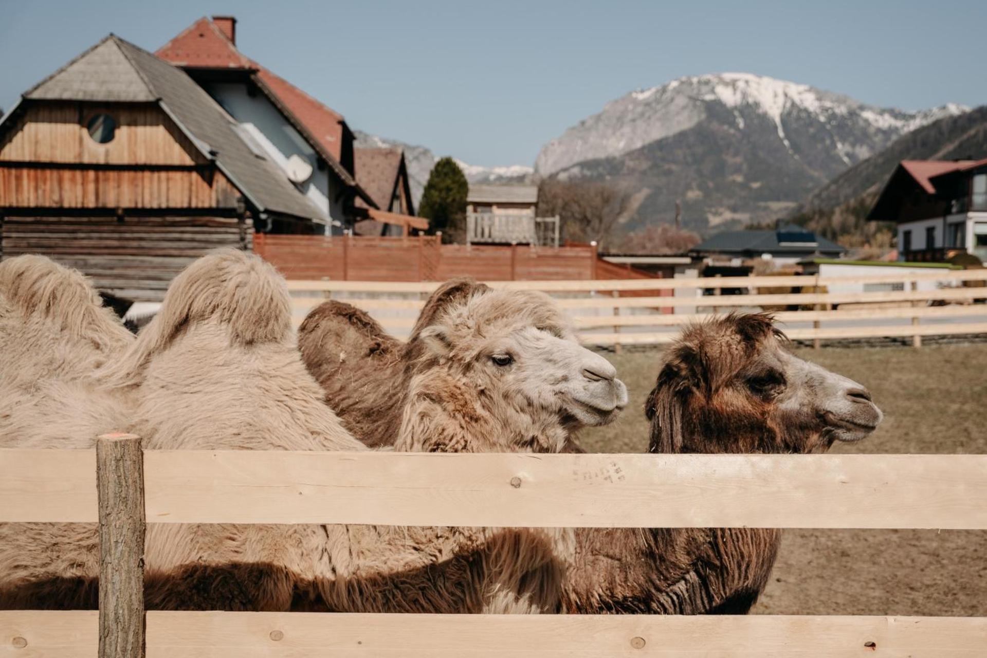 Alpakas, Lamas Und Rentiere Zum Gruenen See Grossdorf  Buitenkant foto