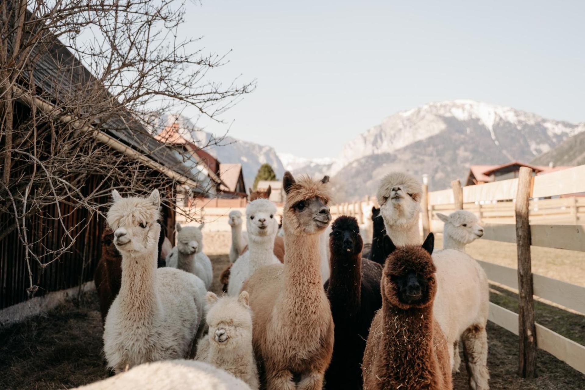 Alpakas, Lamas Und Rentiere Zum Gruenen See Grossdorf  Buitenkant foto